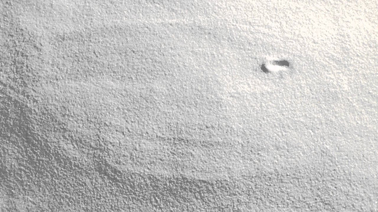 Schweizer Zucker - Geburtstagskuchen Jubiläum 100 Jahre Schweizer Zucker