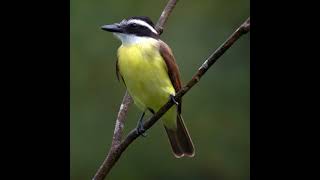 Bem-Te-Vi Gemidao Do Zap Xd