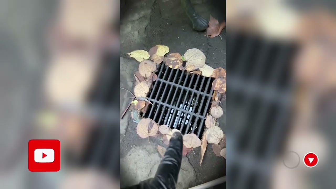 Are MOSQUITOES Lurking in Your NYC Backyard?