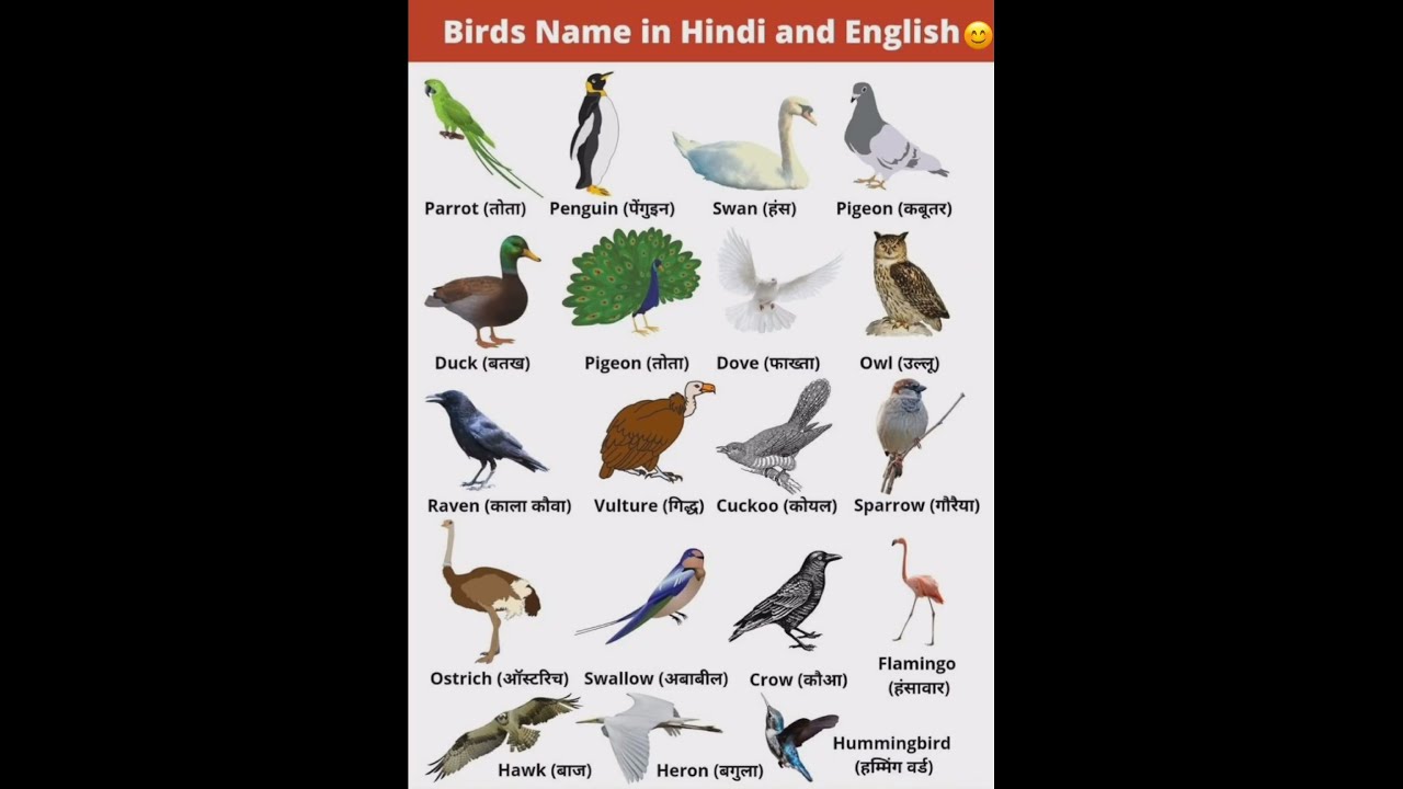 20 Birds Name In English And Hindi Shorts Shortsbirdsname