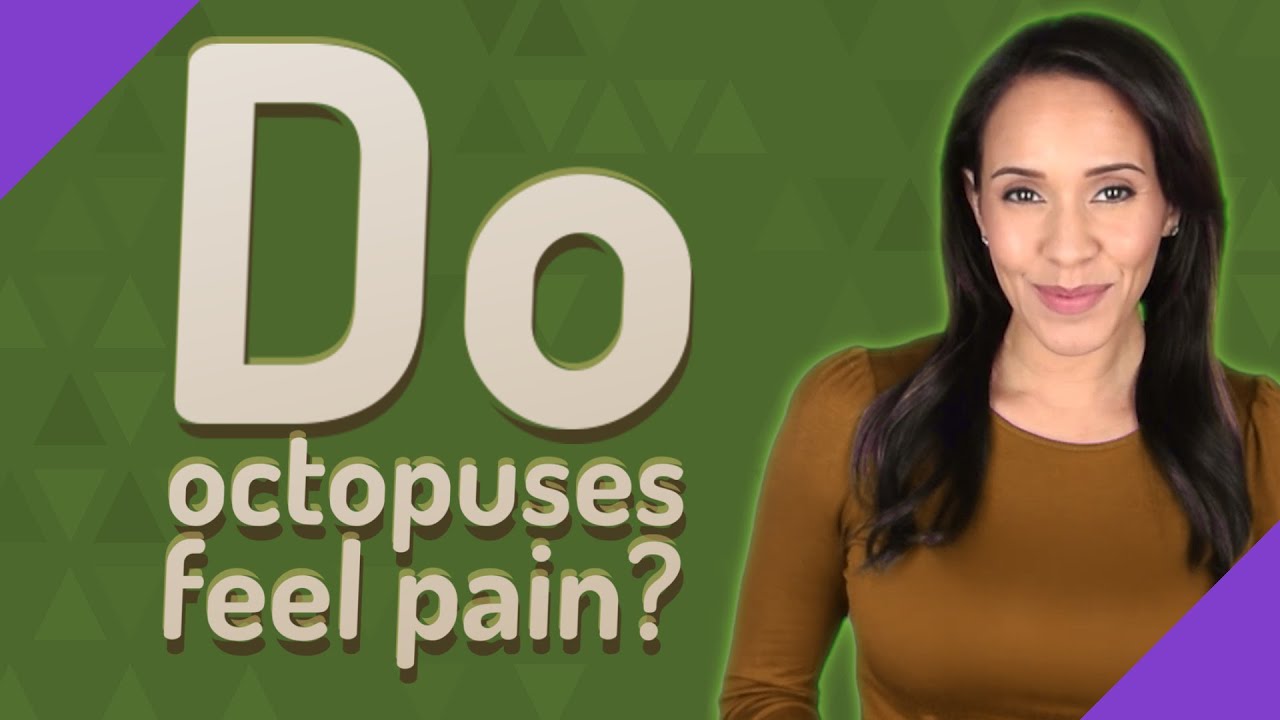 Do octopuses feel pain? YouTube