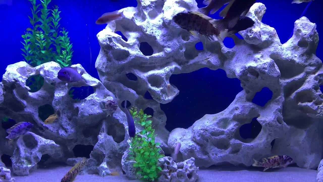 cobalt frozen fish food Feeding Freeze Dried Black Worms