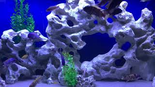 Feeding Freeze Dried Black Worms