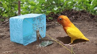 Amazing Very easy Parrot traps from Plastic Basket - Simple Bird trap Technology