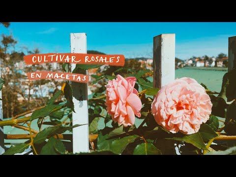 Cómo Plantar Rosas en Macetas Consejos para cultivar rosas en macetas con éxito hqdefault