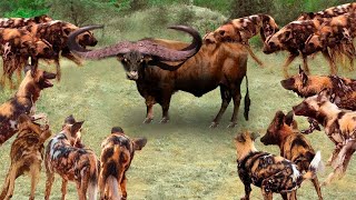 Wild Dogs attack madly | Wild dogs vs Buffalo, Elephant, Crocodile ...