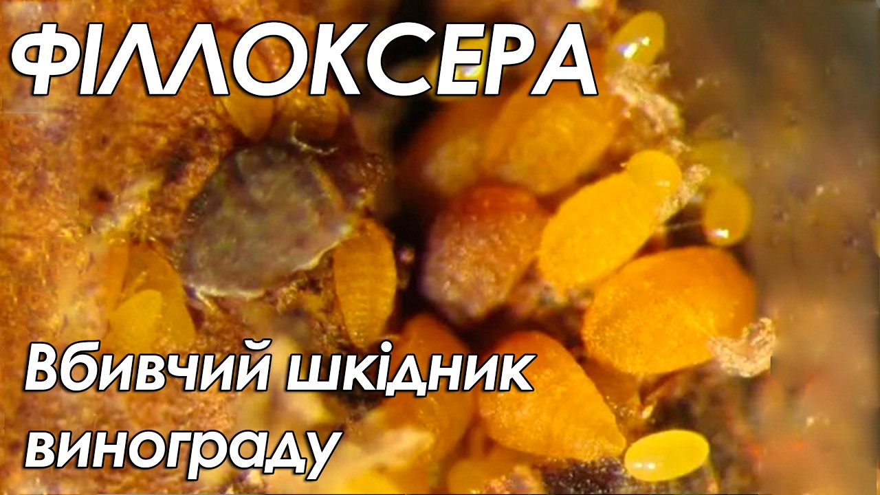 Філлоксера. Що потрібно знати