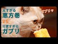 小さなお口でガブリするのが可愛い