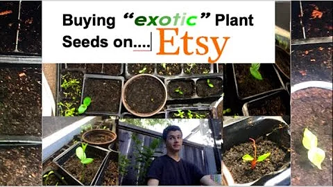 Are Exotic Plant Seeds from Etsy Worth the Money?