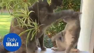 Frustrated Cat Whacks Cute Kitten Off Ledge In Hilarious Video