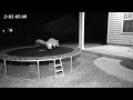 🦊 Midnight Trampoline Thief Caught on Camera! 😂