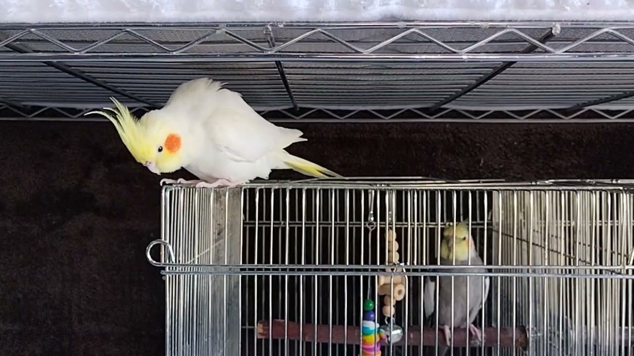 みずぽん一家　レッツ／礼都（れつ）のお部屋の屋上で寛ぐホームステイ中の雪ちゃん