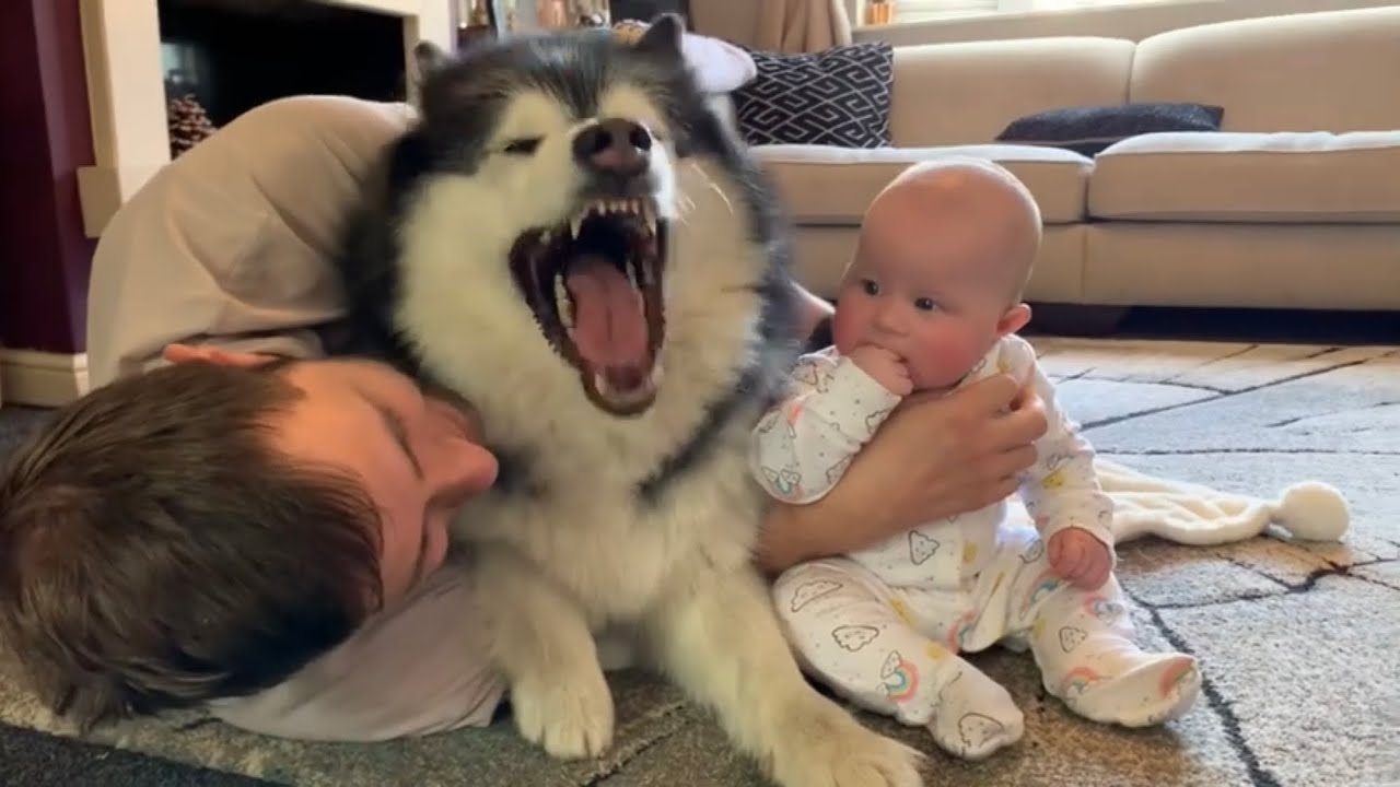 dog jealous of new dog