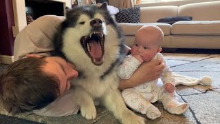 Needy Dogs Gets Jealous When Baby Gets All The Attention (CUTEST REACTIONS!!)