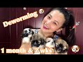 SHIH TZU PUPPIES 1st VACCINE - UPDATE!