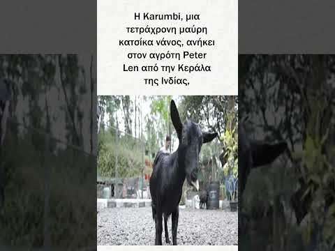 Κατσίκα μπήκε στο