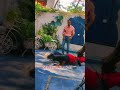 Pushup Challenge with Milind Soman┃milind soman workout time┃#shorts #workout #milindsoman #viral