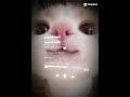 little kitty 🐱