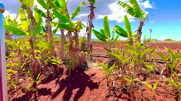 4K#Dole plantation #Pineapple Express train tour #travel Vlogs #Waikiki Honolulu hawaii #Jon Dong#4K