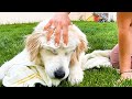 Giving Our Golden Retriever A Bath In The Swimming Pool