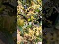 UK OLIVE Tree produces OLIVES! | Young tree fruits! #shorts #garden #olive