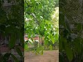 Ташкент 21.04.24 ливень, гроза / Toshkentda kuchli yomg‘ir yog‘di  #shorts  #ташкент #узбекистан