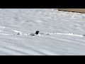 Mink Chases Rabbit in Thick Snow and Loses