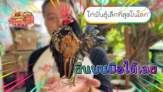 ซารามอ ไก่ที่ตัวเล็กที่สุดในโลก