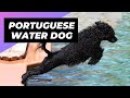 Portuguese Water Dog 🐶 One Of The Most Expensive Dog Breeds In The World #shorts