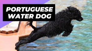 Portuguese Water Dog  One Of The Most Expensive Dog Breeds In The World #shorts