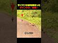 ライオンの目の前を通った子イノシシの運命は #動物 #動物動画 #野生動物 #ライオン #イノシシ