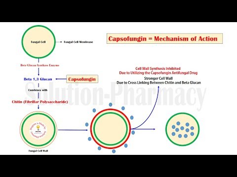 Caspofungin= Introduction and Mechanism of Action Via Animation (HINDI) By Solution Pharmacy