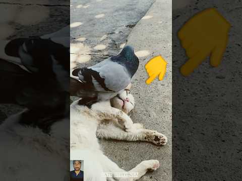 The end 😂😹 #pet#funnyshorts#viralshorts #animals#ytshorts