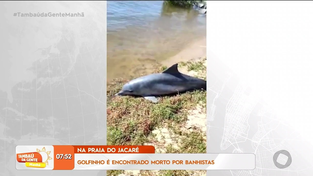 Na praia do Jacaré: golfinho é encontrado morto por banhistas - Tambaú da Gente Manhã