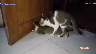 Lucu ! ! ! Desahan kucing kawin