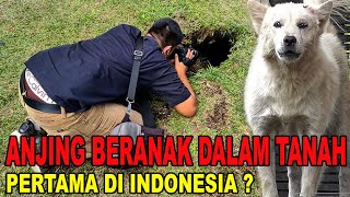 ANJING BERANAK DALAM TANAH  PERTAMAX KAH DI INDONESIA ???  GEREBEK KENNEL ANJING KINTAMANI BALI