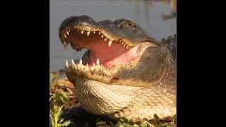 Gators Juke Box Gator Maximus