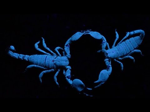 Scorpions Choose Their Mates by Dancing With Them