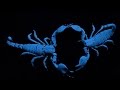 view Scorpions Choose Their Mates by Dancing With Them digital asset number 1