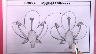 Drawing Cross Pollination Step By Step/Pollination Diagram
