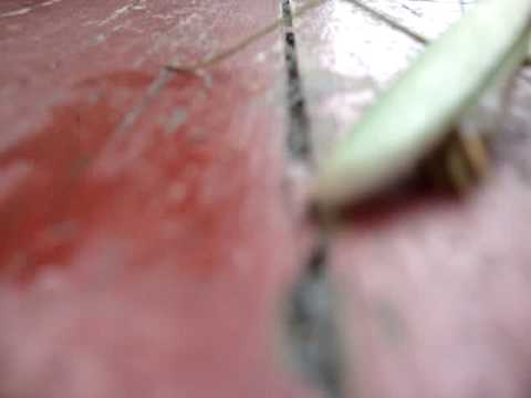 Praying Mantis Attacks New Yorker Girls