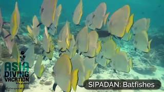 Reason 5 to Visit Sipadan Island: Curious Batfishes