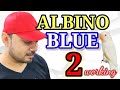 Albino Blue 2 Produce | Love bird Blue 2 working | Decino | Creamino | Welcome Aviary official