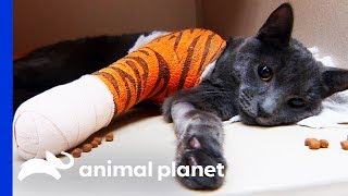 Tricky Elbow Surgery Saves Cat's Leg | Dr. Jeff: Rocky Mountain Vet