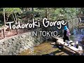 BEAUTIFUL Ravine in Tokyo?! Todoroki Gorge