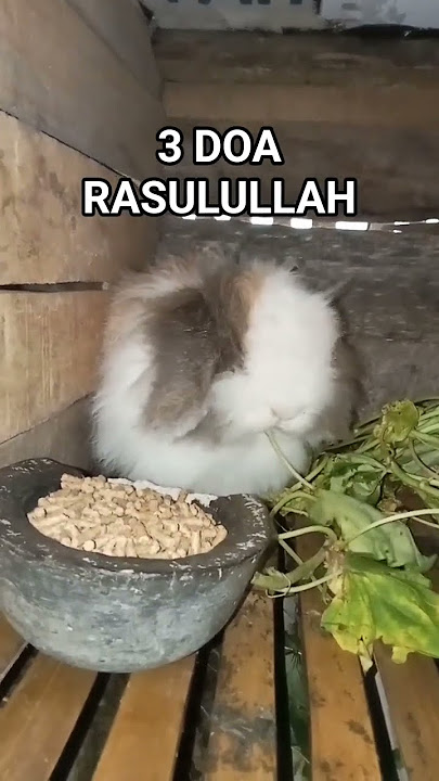 DOA DOA RASULULLAH DI ANTARANYA DOA DOA INI •||• YUK AMALKAN #storywa #nasehat #doaharian #doa #fyp