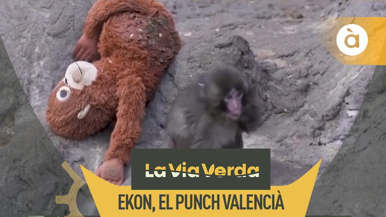 🌿 La Via Verda | Així és Ekon, el Punch valencià del Bioparc