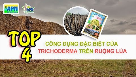 APN - NẤM TRICHODERMA VÀ NHỮNG CÔNG DỤNG TRÊN RUỘNG LÚA #anphatnong, #namtrichoderma