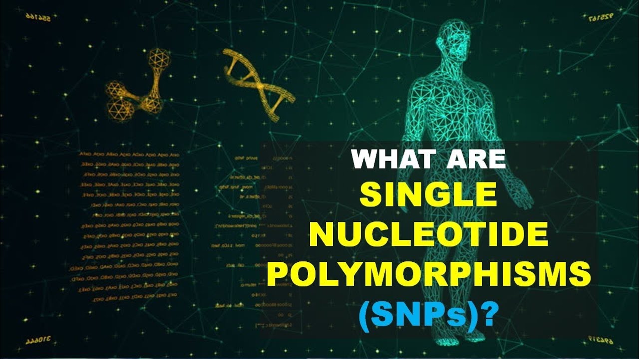 snps Update SNP (Đa hình Nucleotide Đơn) 0 (Giải thích Tốt hơn)