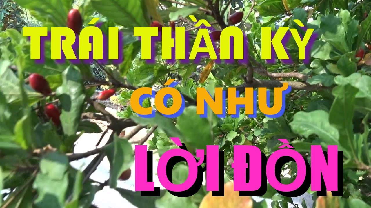 TRÁI THẦN KỲ CÓ GIỐNG NHƯ  LỜI ĐỒN